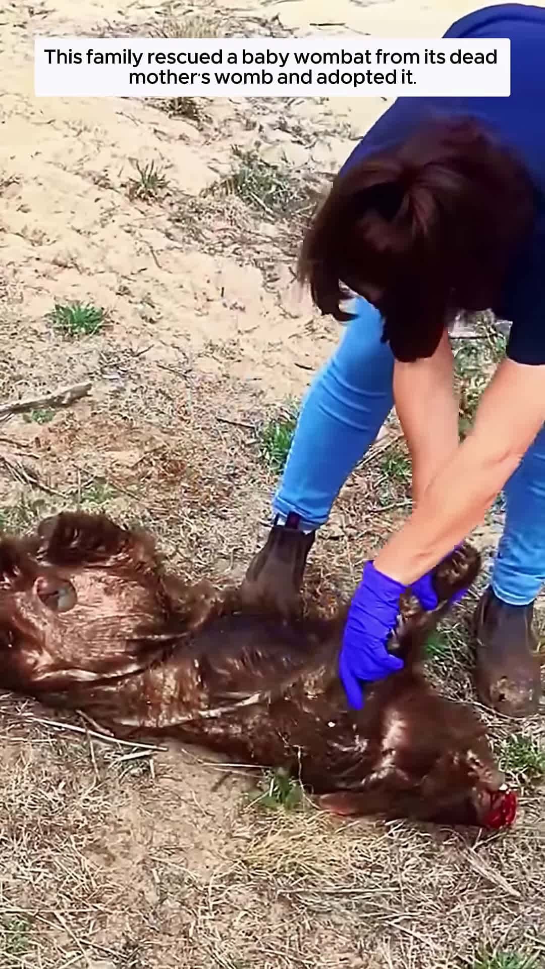 Cover for This family rescued a baby wombat from its dead mothers womb and adopted it animalshorts
