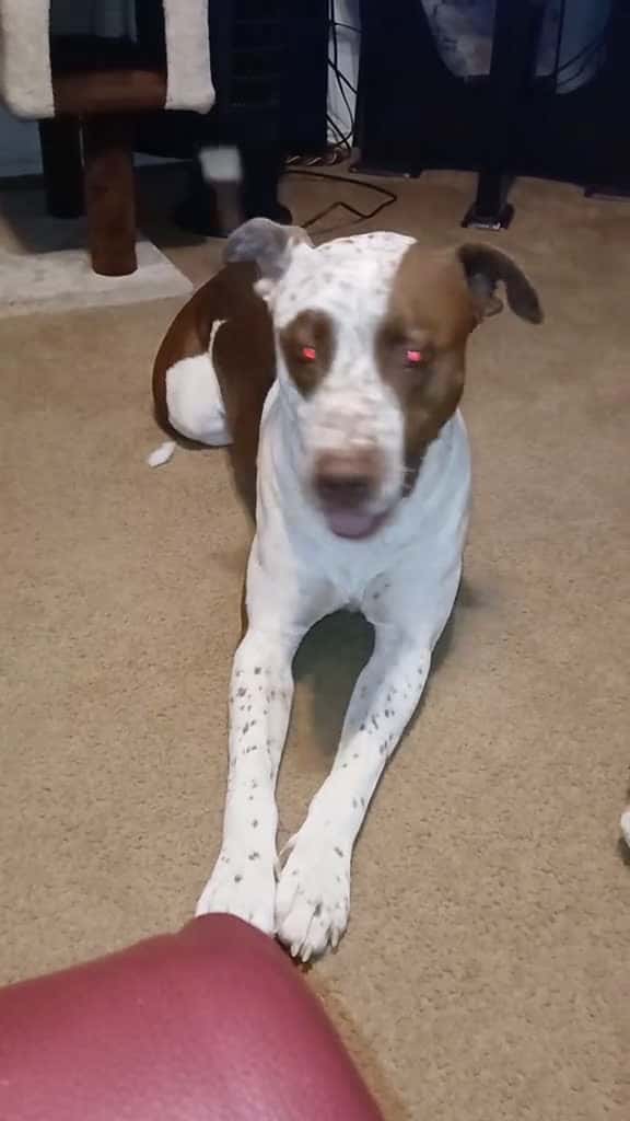 Cover for Y bronze look like "I'm so hungry I could eat a cat" And y Tiger look like  " Not me u better go find Polly" 🤣🤣🤣🤣🤣#myfurbabies🥰 #gottalovethem #petsoftiktok #massfollowing🔥🔥  created by Lady T 💙 with Ponetto’s Funny, quirky, pr...