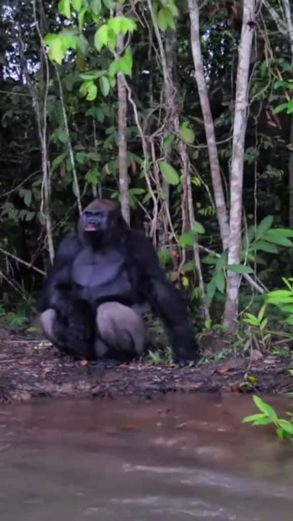Cover for Western lowland gorilla  Gorilla trekking  For booking or inquiries  Email infoki 51717 #nicevideo