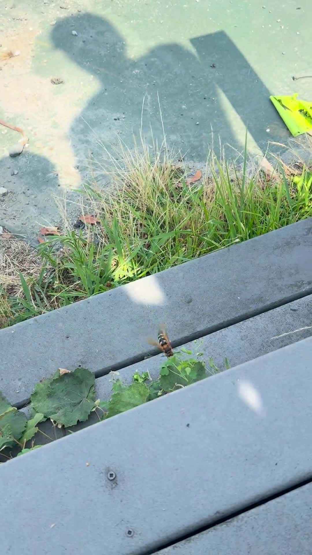 Cover for Massive cicada killer wasp caught on camera at the office! 🐝 #Nature #Wasp #Wildlife