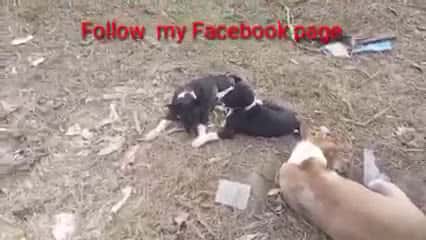 Cover for Children baby Funny videos Bangladeshi