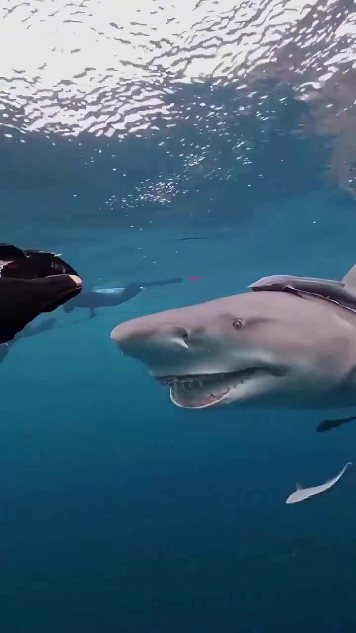 Cover for 'Snooty' The Smiling Shark