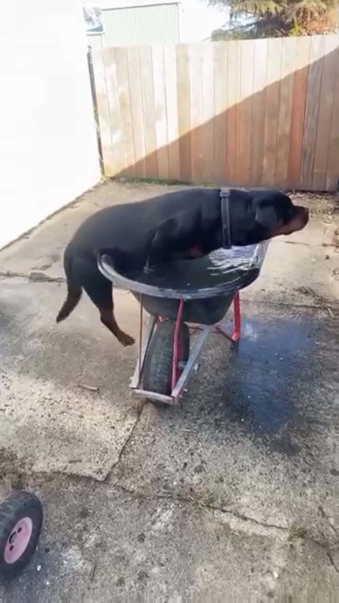 Cover for it pretty hot the dog needs to cool off.#funny #lifedrama #caughtoncamera #scoopz 