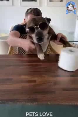 Cover for Funny Dogs and Cute #35 #FunnyDogs #Funnyanimails #Dogs #CuteDogs #FunnyPets #Pets