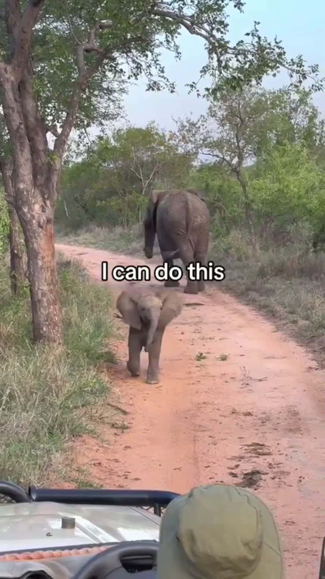 Cover for hes so cute 🐘 #elephant  #safari   #funny  #video 