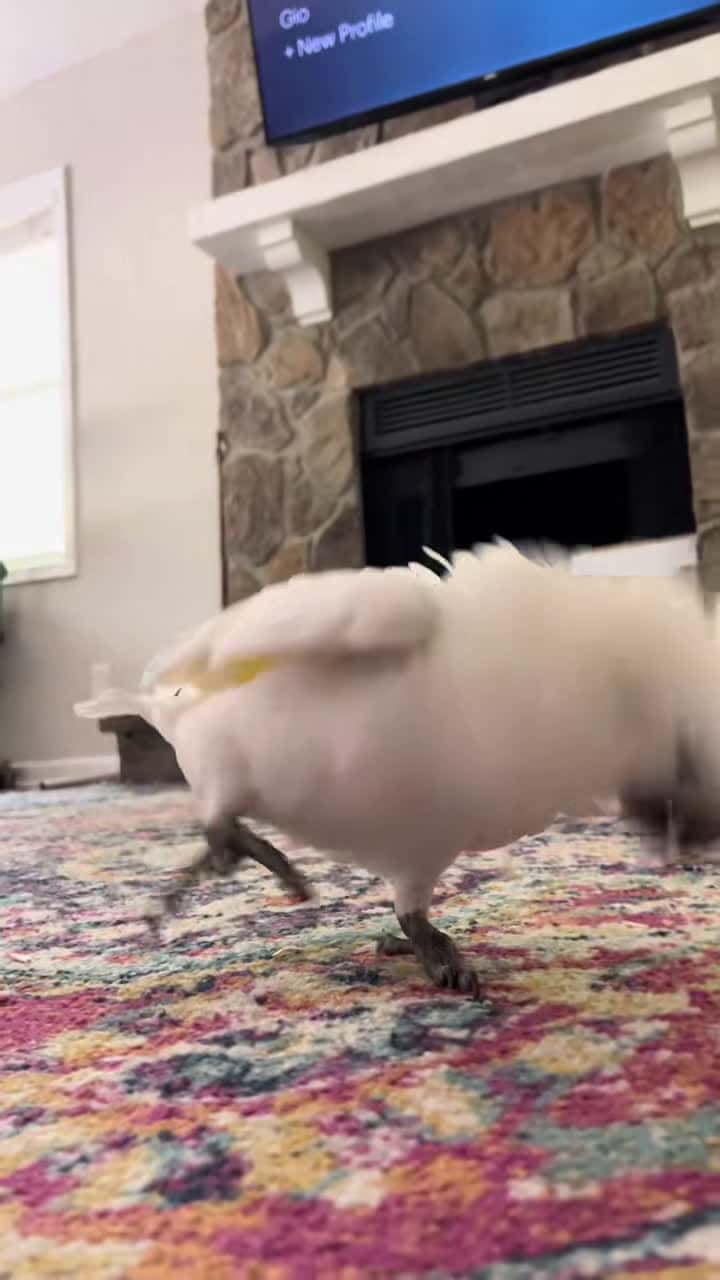 Cover for She is something alright #casperthetoo #cockatoo #perfection #parrotsoftiktok