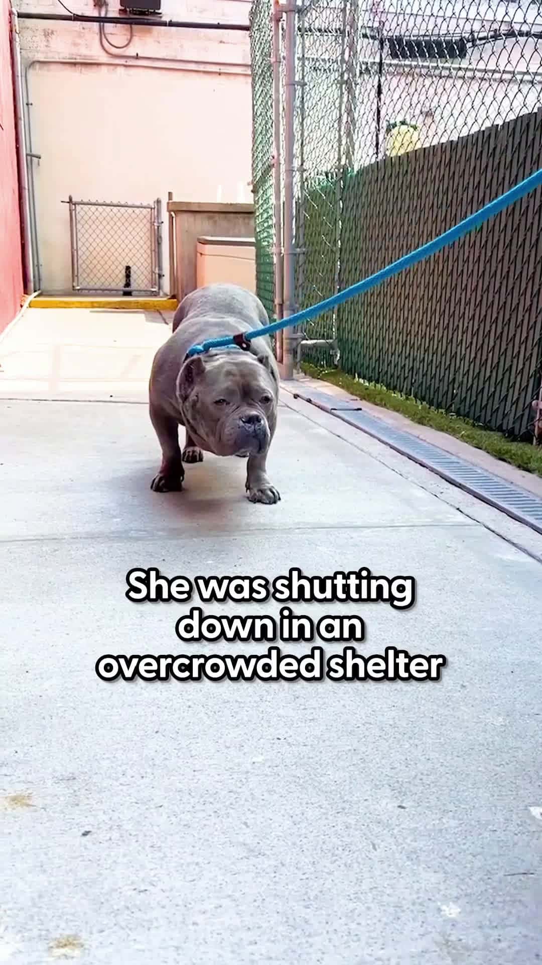 Cover for Pittie From Overcrowded Shelter Plays With Toys For The First TimeHer face when she gets her first bath 😭 ❤️