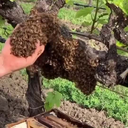 Cover for Shoutout to our bee guy @napavalleybeeco who can do THIS with bees 🐝🐝 DO NOT try this at home kiddies! #food #foodporn #fyp #foryou #bees #honey