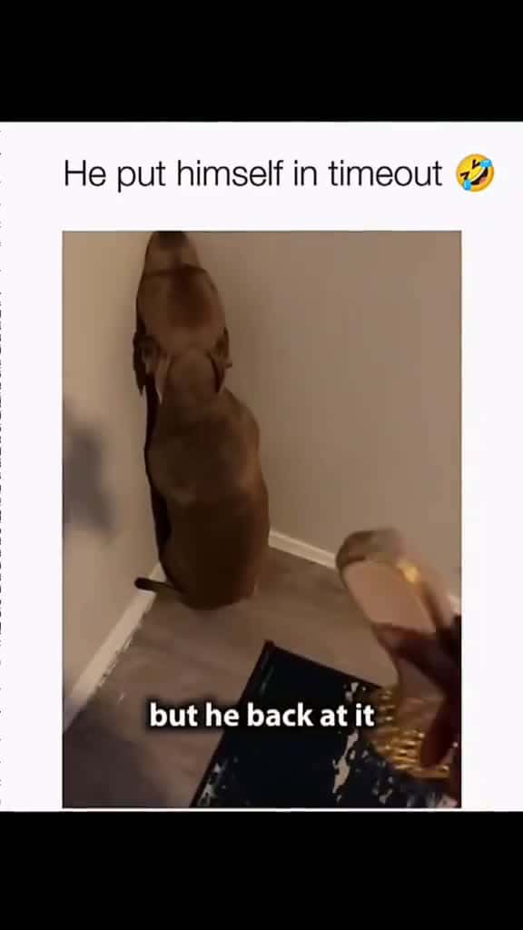 Cover for #turixfails #turixpets #turixlaughs #turixanimals #turixmoments #turixlol #turixreels #funnypets #funnydogs #petfails #dogfails #derpydogs #dogmemes #petmemes #zoomies #doggofails #pupperlaughs #hilariouspets #petcomedy 