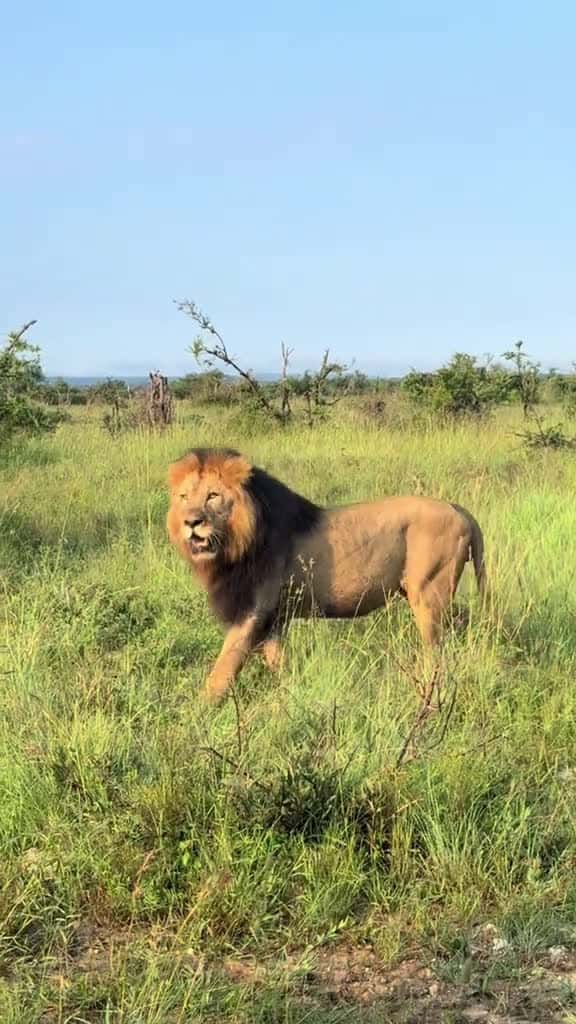 Cover for After a three-round battle with the massive Tswalu male Tshimega took a serious b 35752 #trending