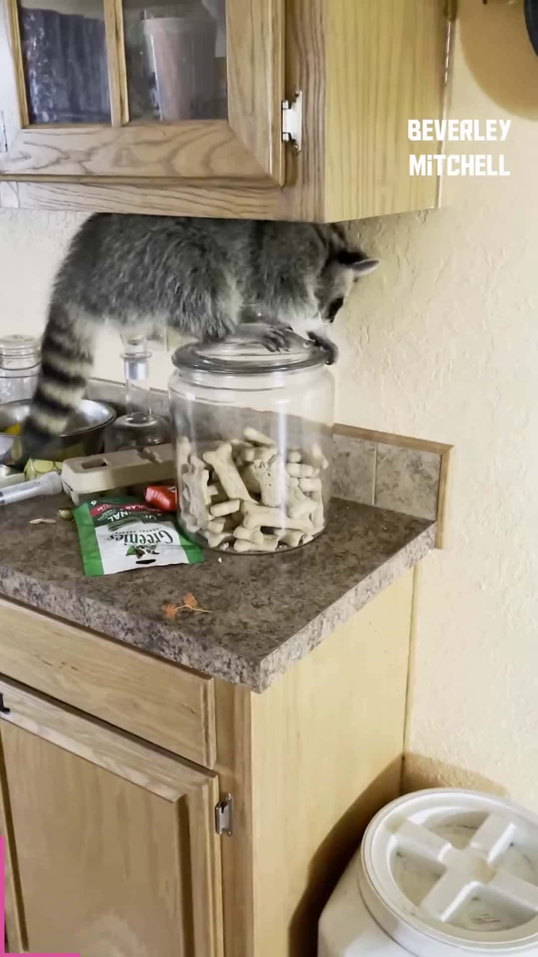 Cover for Raccoon Cracks the Treat Code!