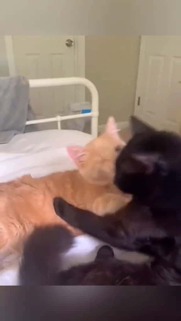 Cover for Animals friends pet cat dog cute animals foryou typ 27286 #trending