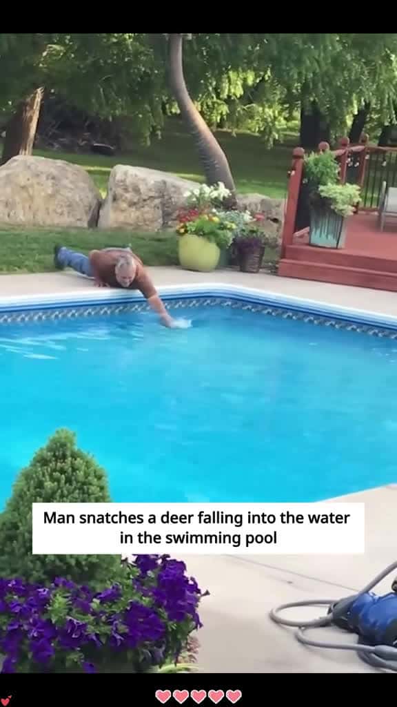 Cover for The man snatched a deer falling into the water in the swimming pool, and then #rescue #deer #animals #love #fyp #pet  created by alice.jun.w with alice.jun.w’s original sound