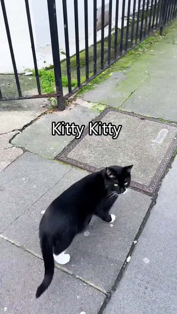 Cover for I have a smart cat. cat cats catlover kitten catsoftiktok fyp 78126 #shortvideos