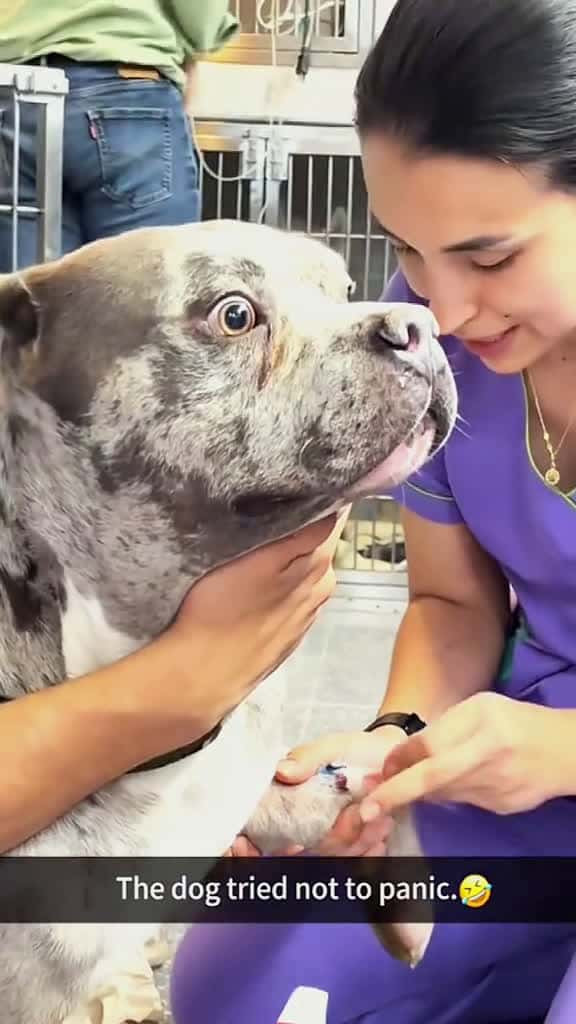 Cover for Try not to laugh when you watch funny dog animals funnyvideos cat haha pet funnypets PetsO 26157 #shortvideosscoopz