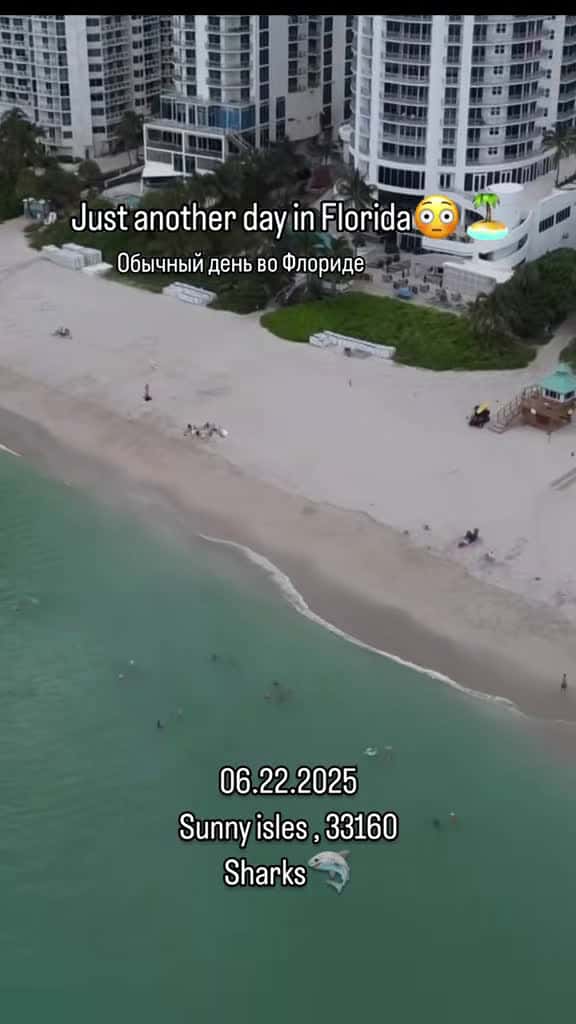 Cover for Shark surprise at Miami Beach! 🦈🌊 #MiamiBeach #Sharks #SunnyIsles
