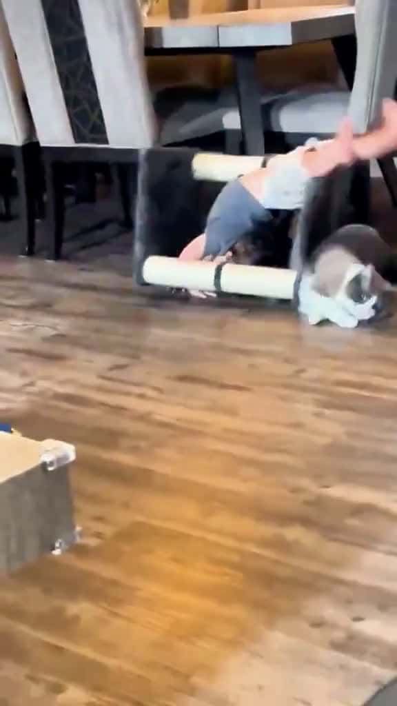 Cover for Just soft punches no claws cat cats catlover kitten catsoftiktok fyp 03790 #shortvideos