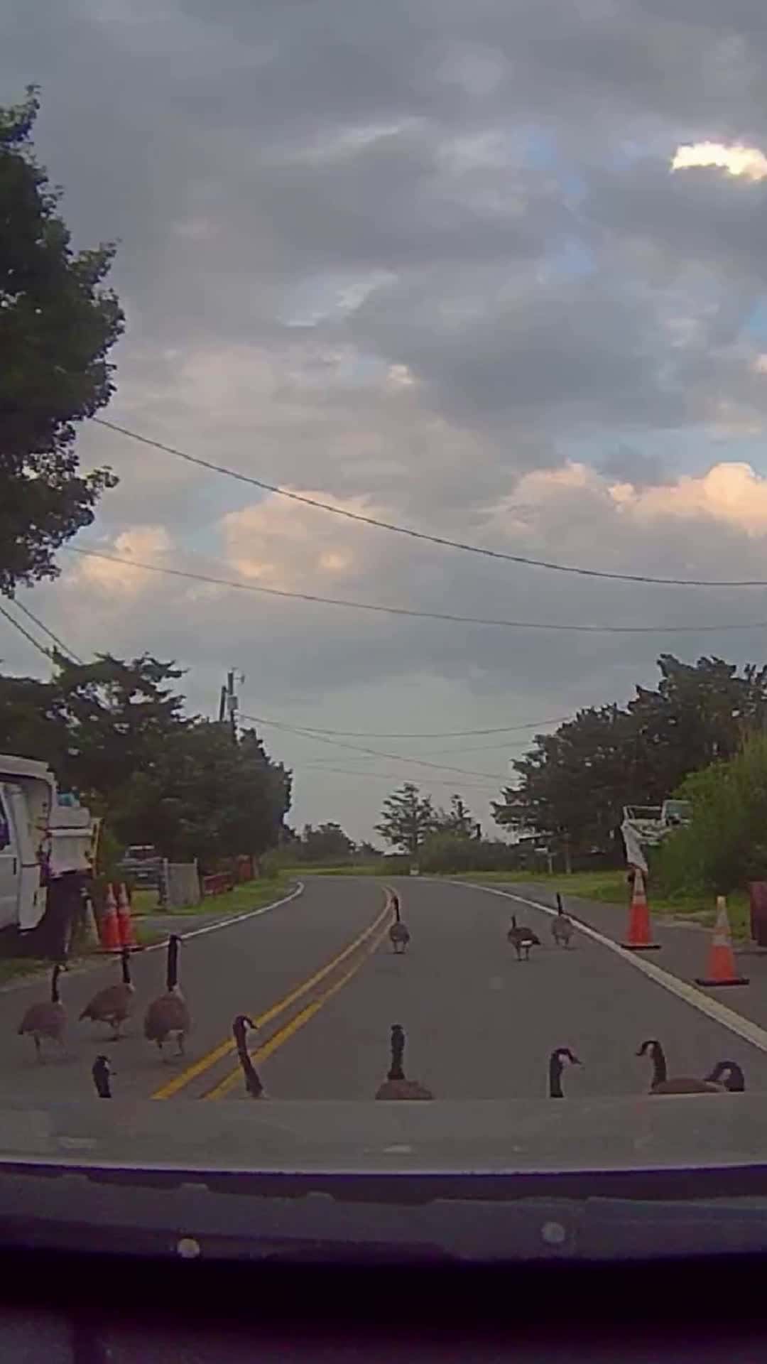Cover for Goose Traffic    #nj #newjersey #driving #dashcam #video #scoopz #bird #wildlife #goose