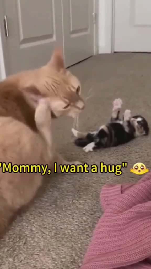 Cover for My cat is a mom for the first time fyp usa funny funnytiktok funnyvideo funnycat 81390 #ilovescoopz