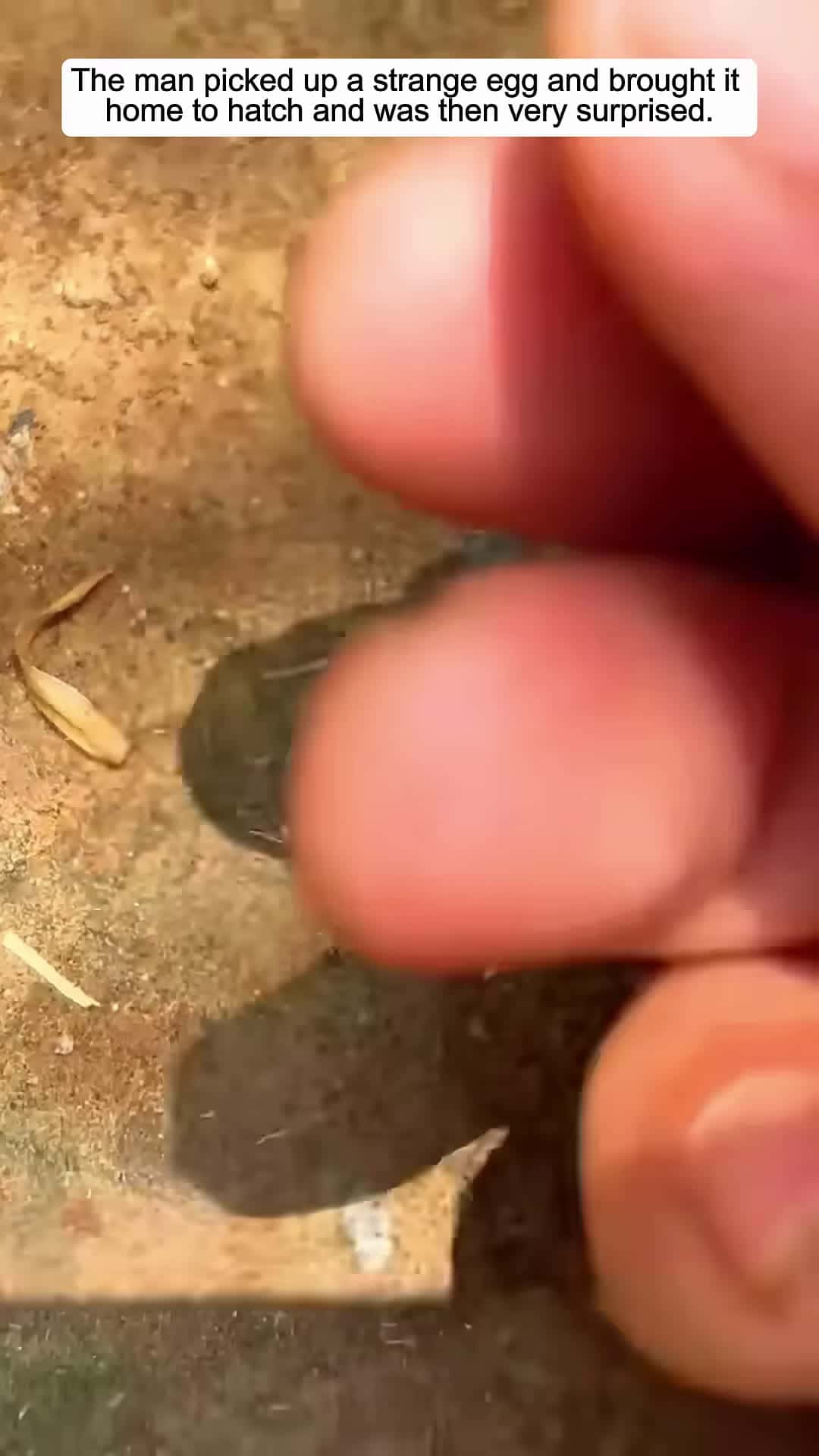 Cover for The man picked up a strange egg and brought it home to hatch and was then very surprised animals