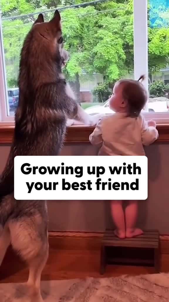 Cover for Dog and baby grow up together dog baby pet cute bestfriend tiktok dogsoftiktok foryou usa 10251 #ilovescoopz
