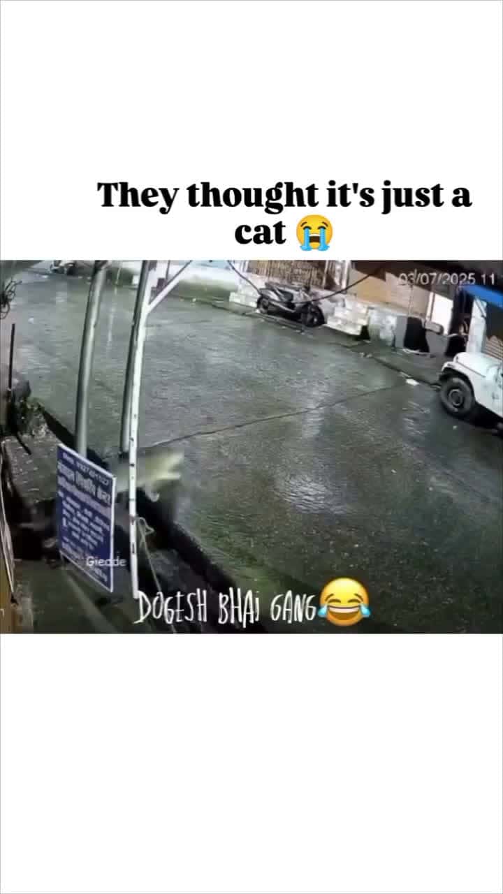 Cover for When the pups spot a 'cat' 🐕🐾 #DogLife #PetComedy #FunnyPets