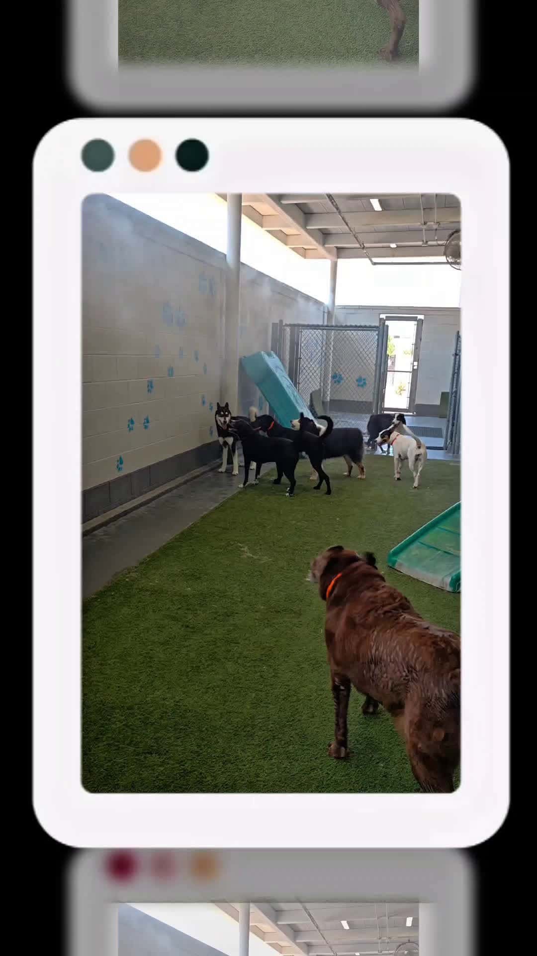 Cover for Phoenix pups living their best life 🐾☀️ From zoomies to pool dips — every day’s a party at Pet Paradise Phoenix! #PetParadisePhoenix #HappyDogsOnly #DogLifeAZ #PetParadisePups #ZoomiesForDays #DogsofPhoenix #AZDogs 