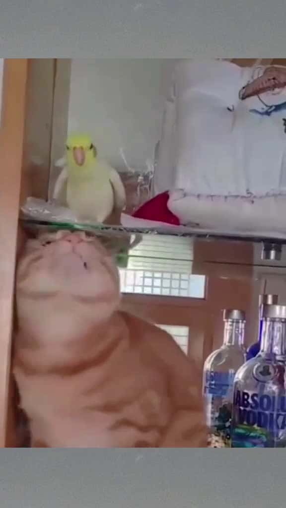 Cover for Funny animals funny funnyanimals cuteanimals pet fyp 39502 #shortvideos