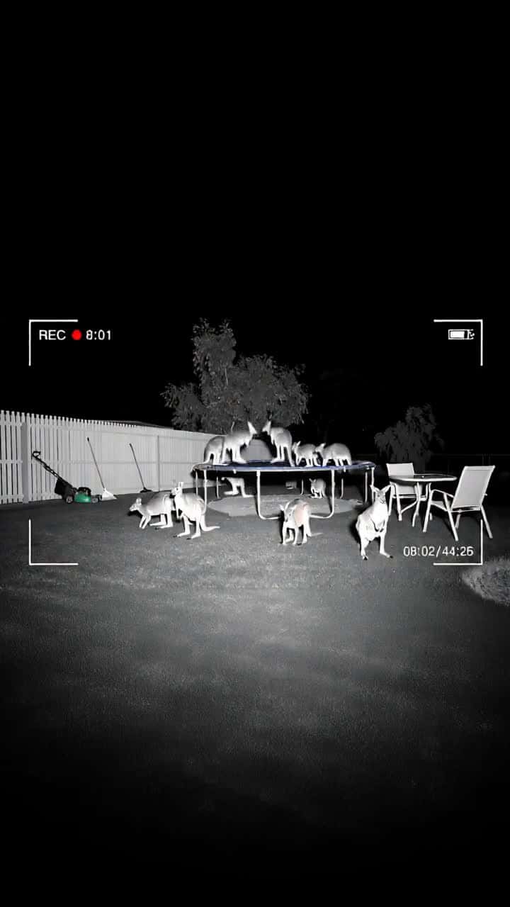 Cover for When a mob of kangaroos bounce their way onto the backyard trampoline! 🦘😂 #KangarooInvasion #TrampolineFun #WildlifeMoment