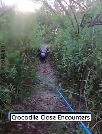 Cover for Crocodile Close Encounters