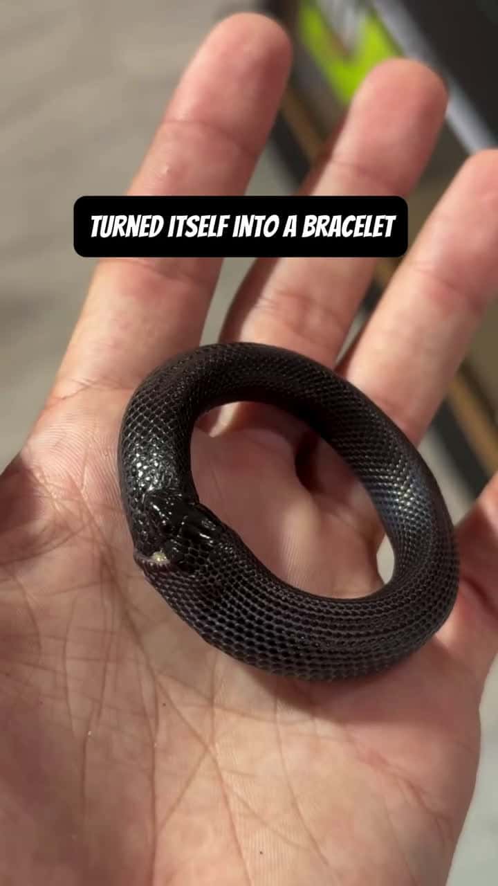 Cover for A real LIVE snake bracelet   🐍  • •  snake  gucci  bracelet  animals  animal  snakes  reptiles 