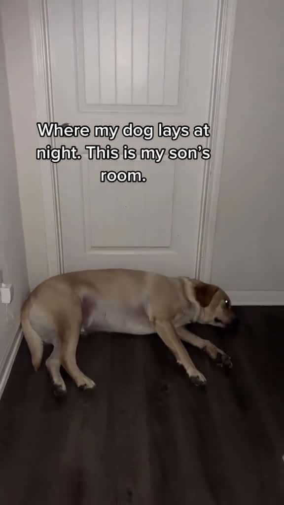 Cover for These two are inseverable. aboyandhisdog mansbestfriend toddler toddlersoftiktok cute dog 82250 #nicevideo