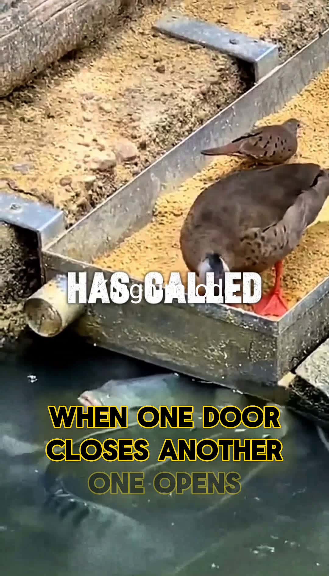 Cover for when one door close ..... # # motivation #fyp #scoopz 