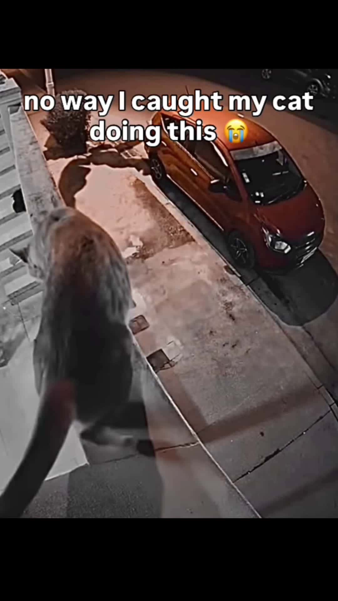 Cover for send this to someone you at 3 am#FirstVideoChallenge #cat #funny #lol #animals #vine #reels #scoopz #hilarious #fyp #wtf