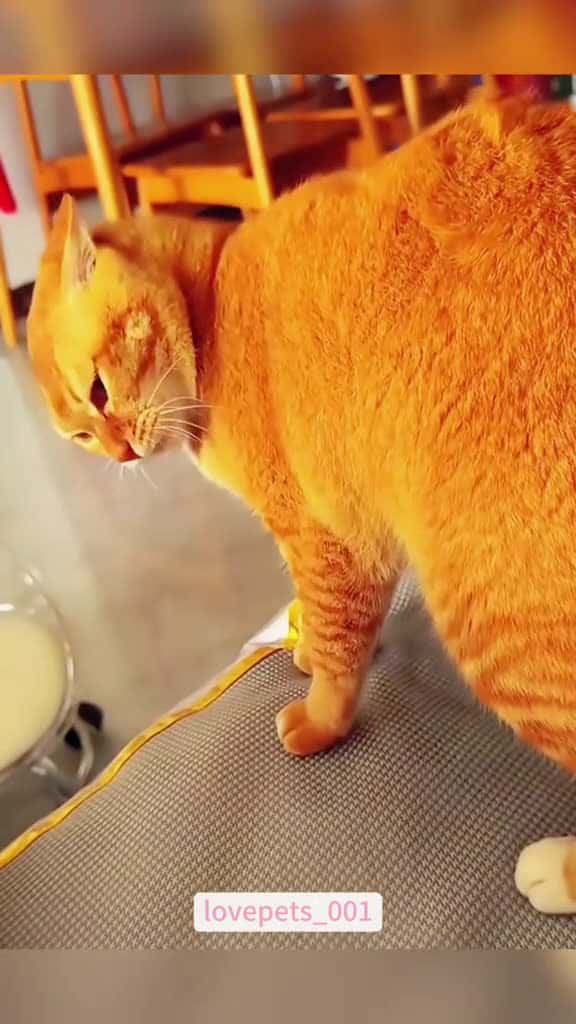 Cover for Orange cats. cats cutecats foryou funnytiktok funnyvideos usa funnyanimals fyp cute funnyc 90431 #nicevideo
