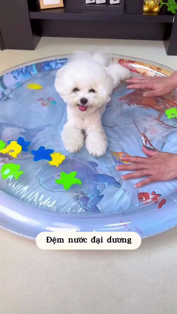 Cover for m nc cho b va nm va chi  thamnuocchothucung thamlammatchothucung demchothucung de 80872 #nicevideo