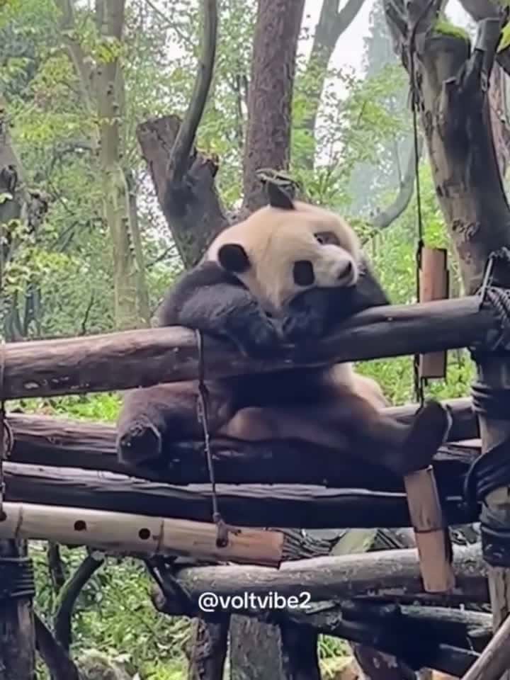 Cover for I just wanna be a Panda...eat, sleep, play repeat😅