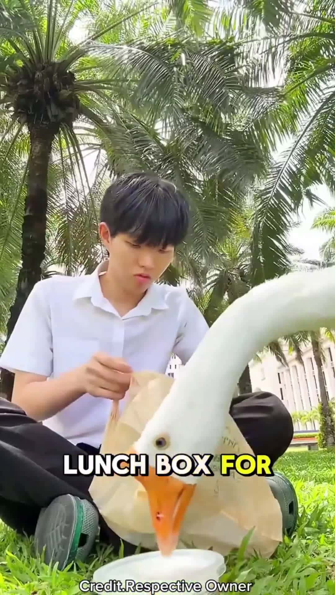 Cover for The Duck Who Shared His Lunch😱❤️ #shortsvideo #follow #fyp#caughtoncamera 