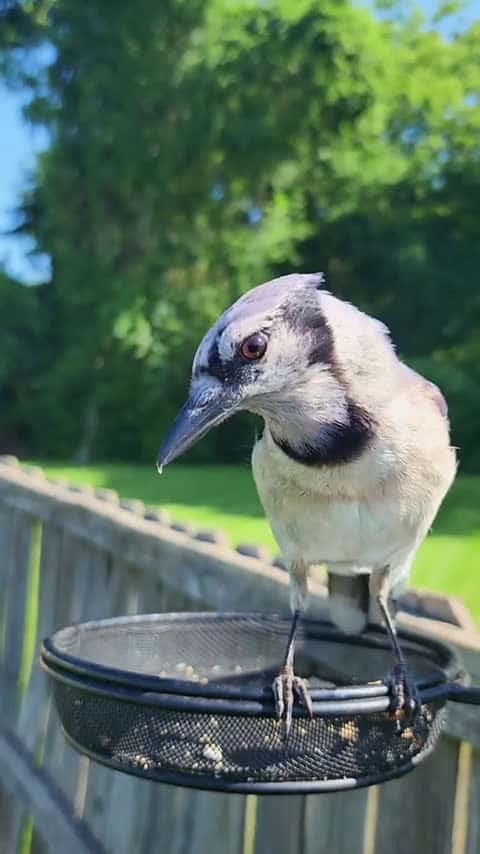 Cover for Blue Jay demands a refill! 🐦😂 #BlueJay #Birds #FunnyAnimals #FeederDrama