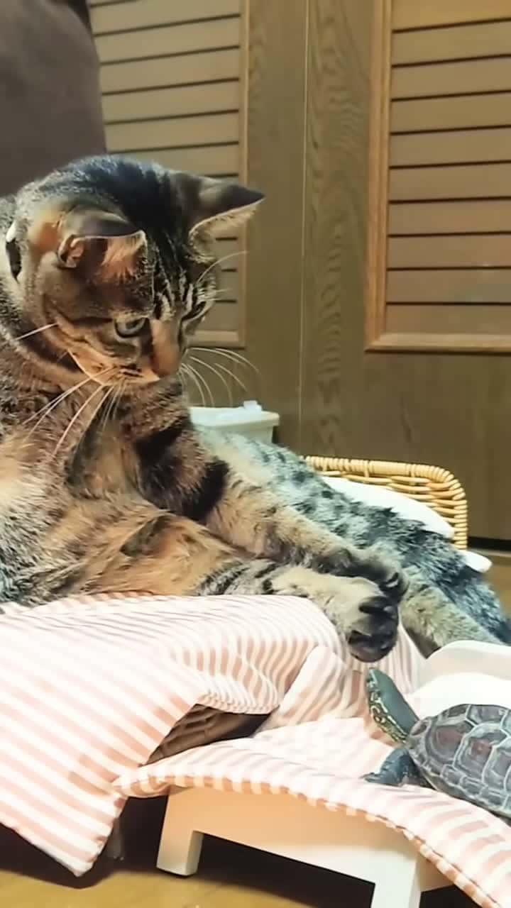 Cover for turtle scolded by cat