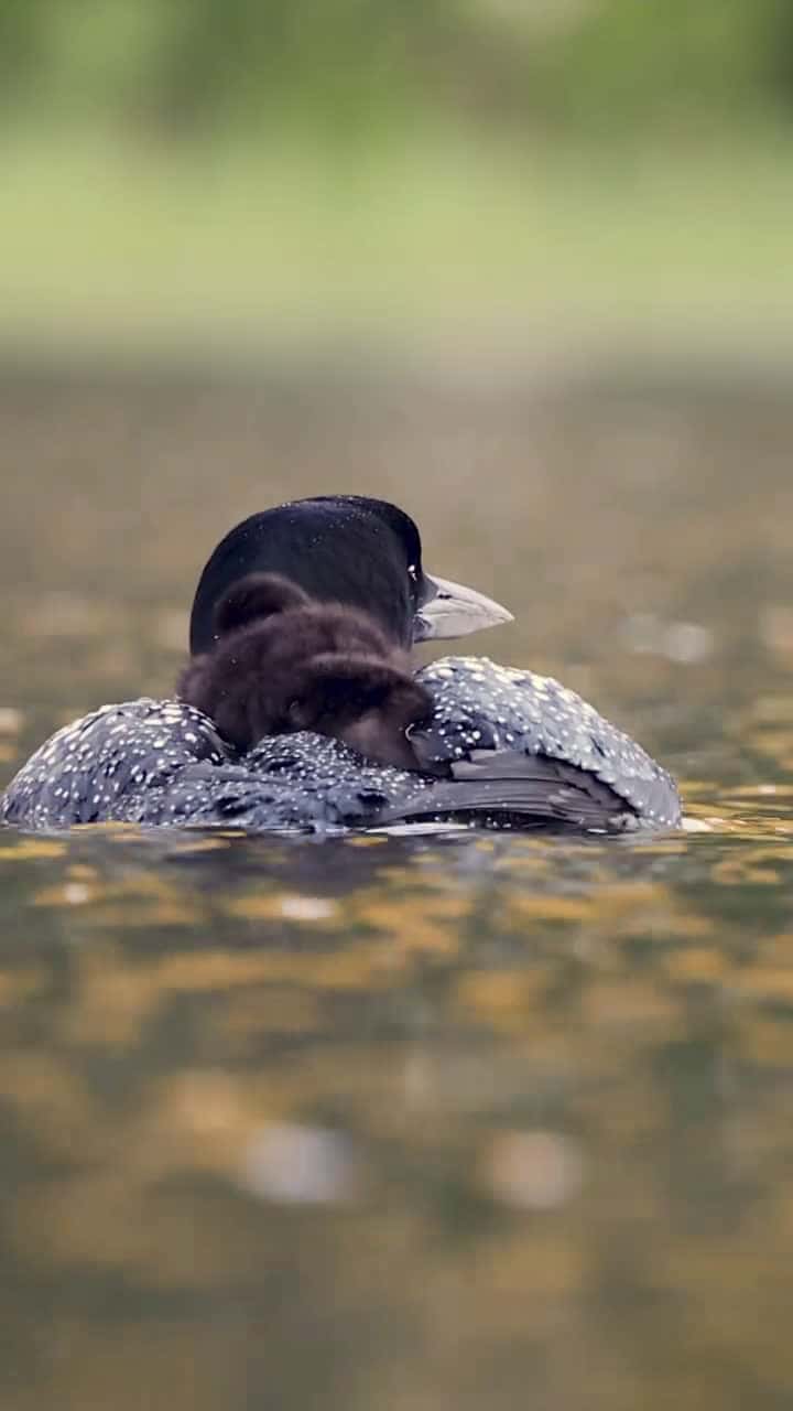 Cover for Common loon with babies! With just a few weeks left in the year Im still posting some of my all time favorite reels in an effort to raise funding from them to send to a wildli