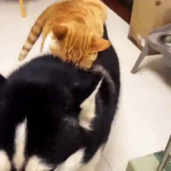 Cover for trending foryou growaccount unfreez cat viral video viral fyp fypppppppppppppppp  33174 #shortvideosscoopz