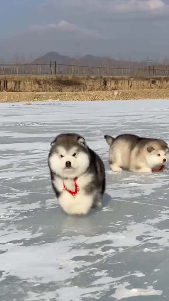 Cover for lnh khng cc b i  xuhuong fyp funnyvideos videoviral dog cutedog 84334 #america