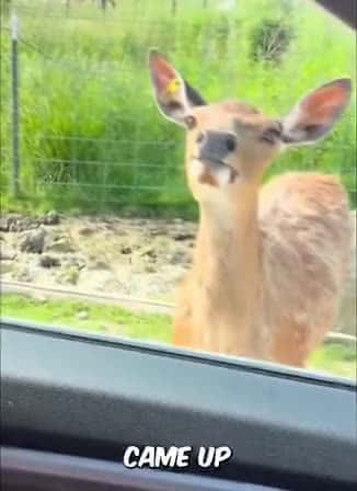 Cover for Deer is a genius 😱 