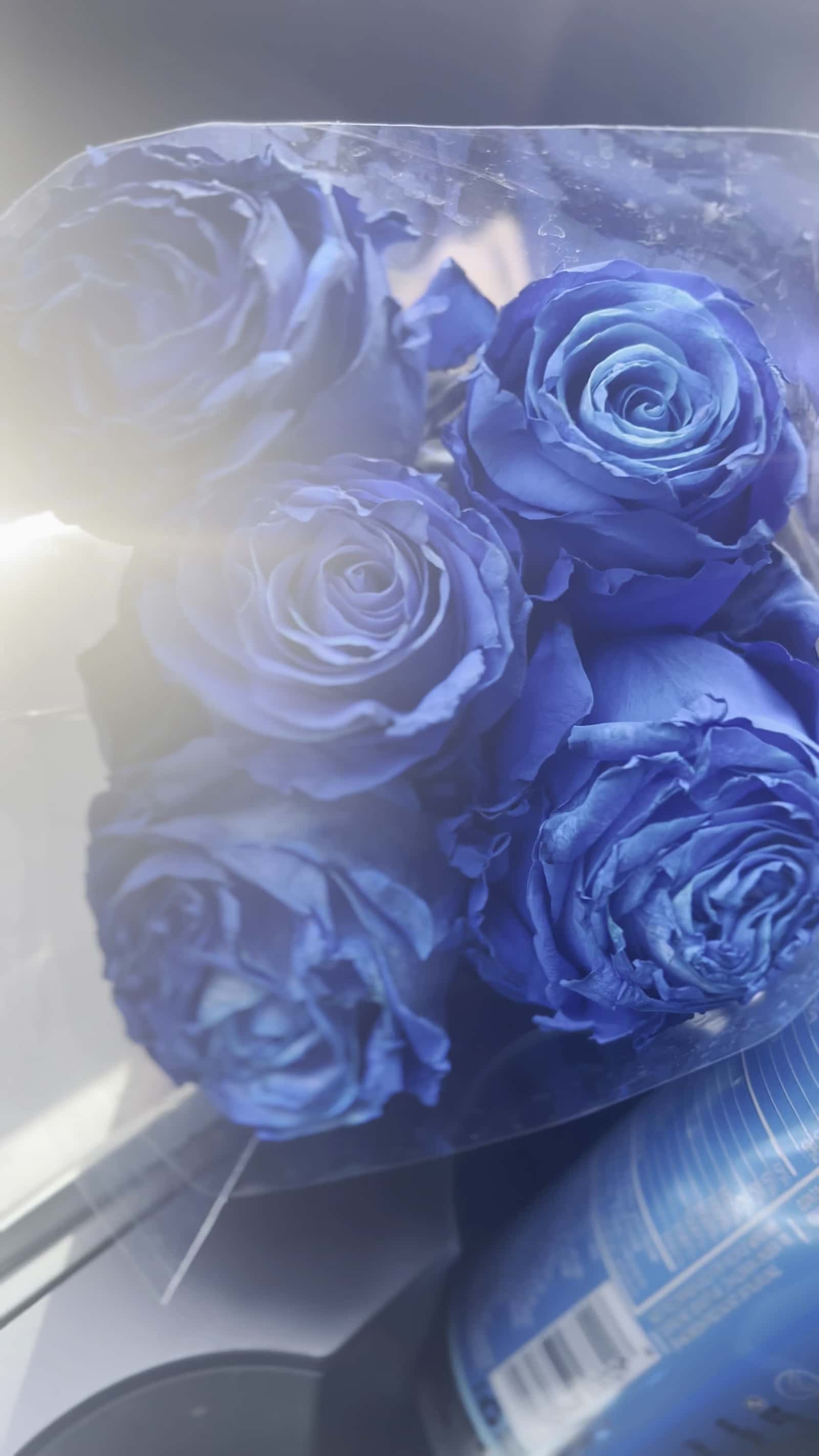 Cover for #blueroses #roses