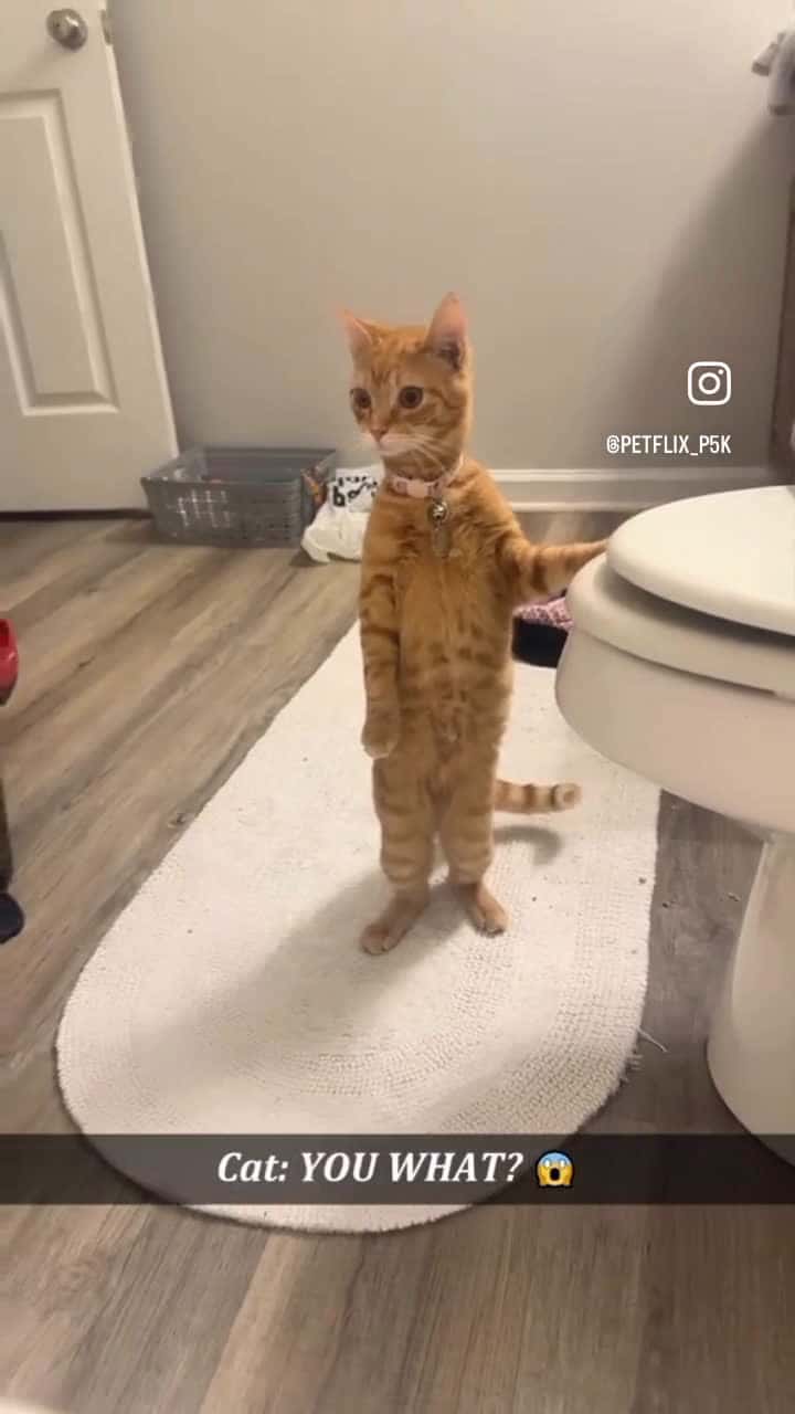 Cover for Kittys are such lovable 🥰🥰❤️❤️