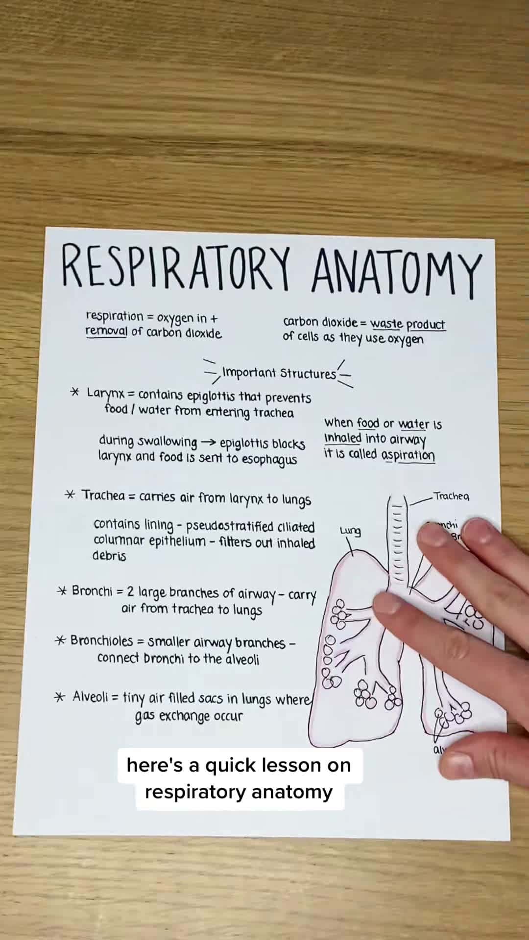 Cover for Quick anatomy lesson #nursingstudent #nursesoftiktok #nursingschool #nursingnotes #nurselife #anatomylesson