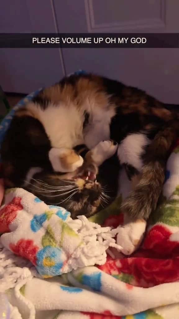 Cover for My cat has excellent English cat catsoftiktok cats 82206 #us