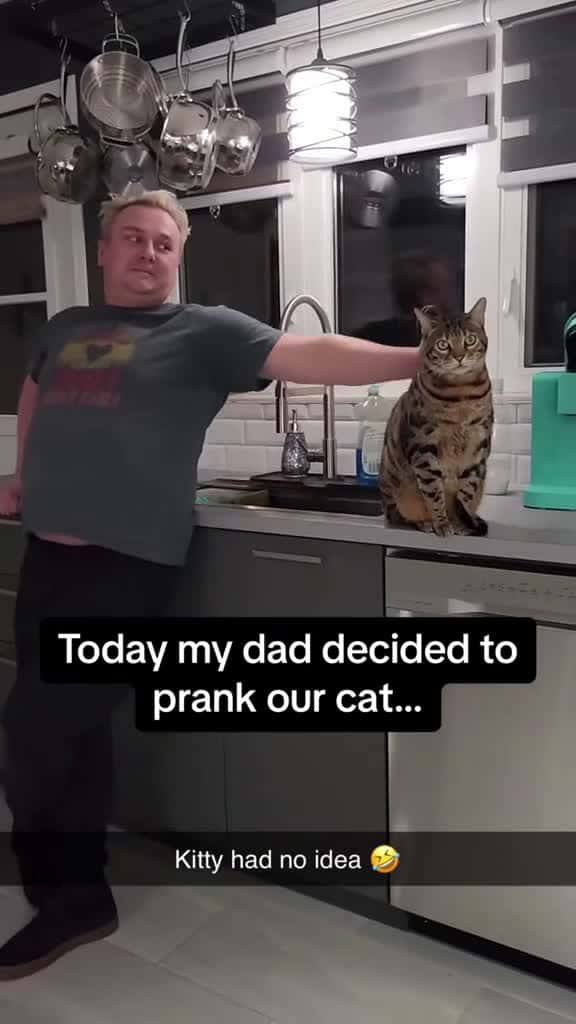 Cover for Cat Pranks 🤣😹😂#foryou #funnyvideos #funny #funnycat #catlover #catsoftiktok #usa#fpy  created by petslovetime.funny7 with petslovetime.funny7’s original sound
