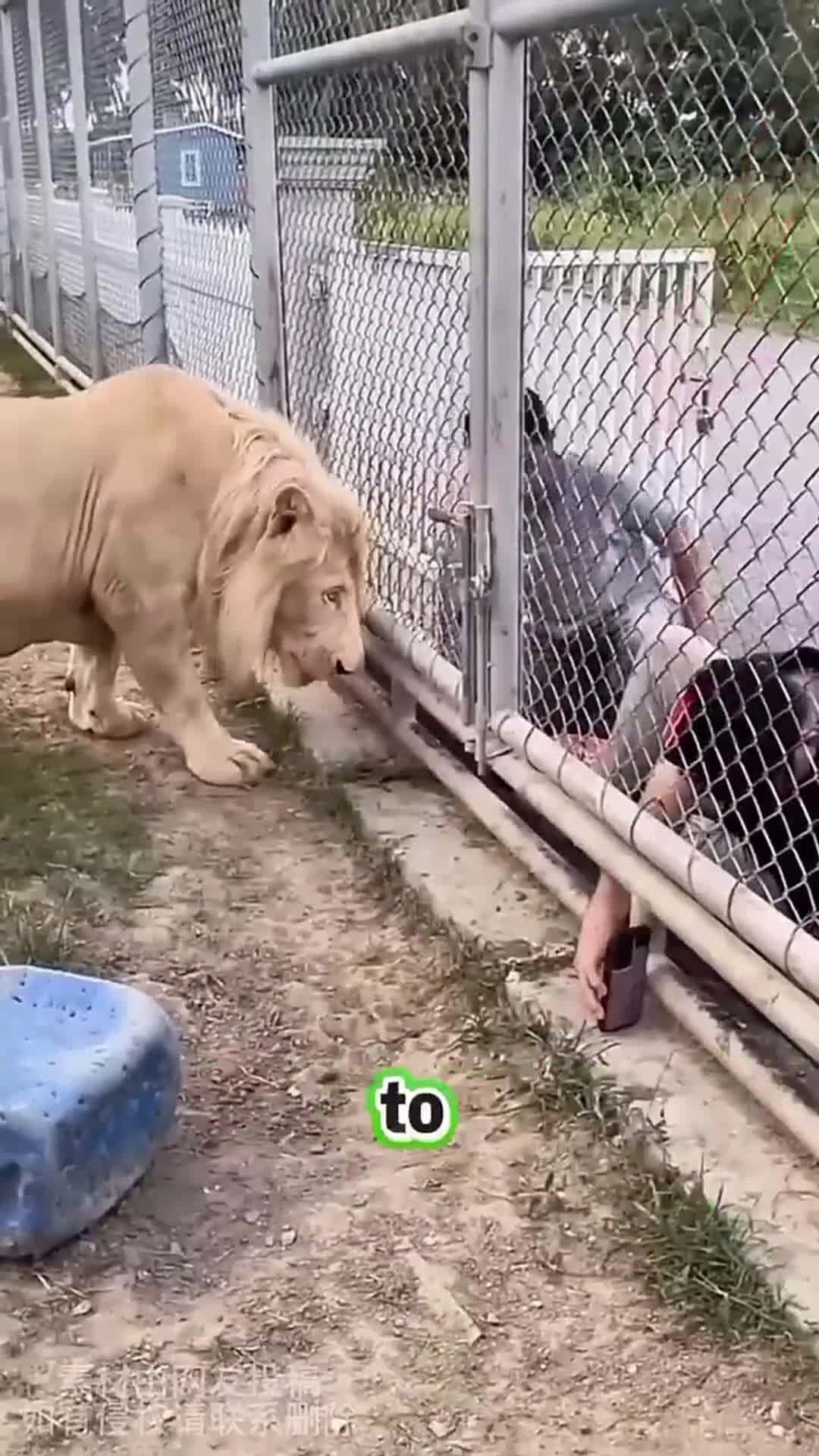 Cover for When a Man Reached Into a Lion’s Cage #scoopzanimalvideo 